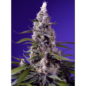 Banana Cream Cake XL Auto